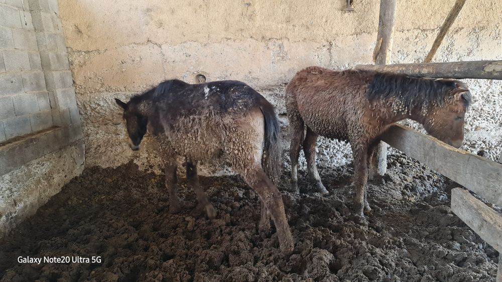 2 бас еркек  тай сатылады