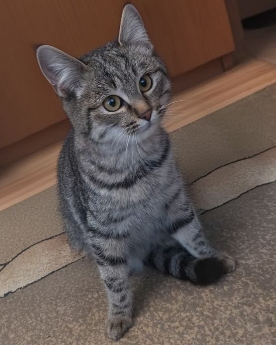 Котёнок. Котята.