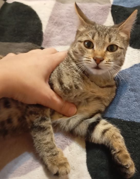 Отдается котенок в добрые руки