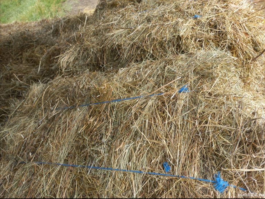 Vând baloți fân 2025