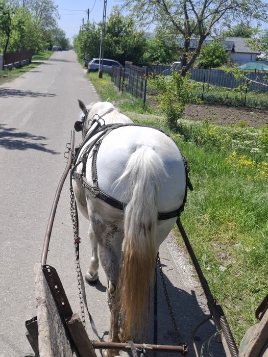 Cal de vânzare, iapă