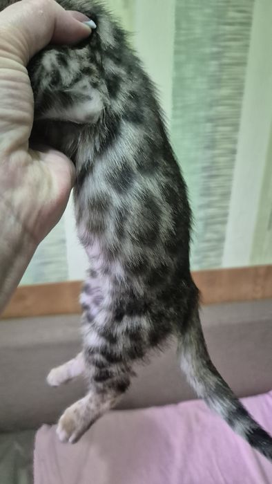 Бенгальские котята