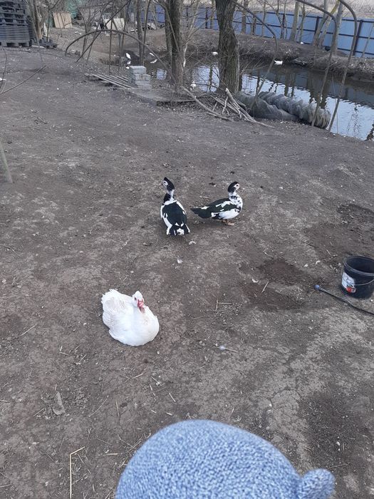 Vand Rate lesesti 60 ron