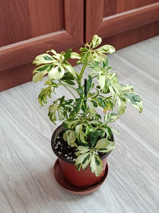 Продам комнатные растения