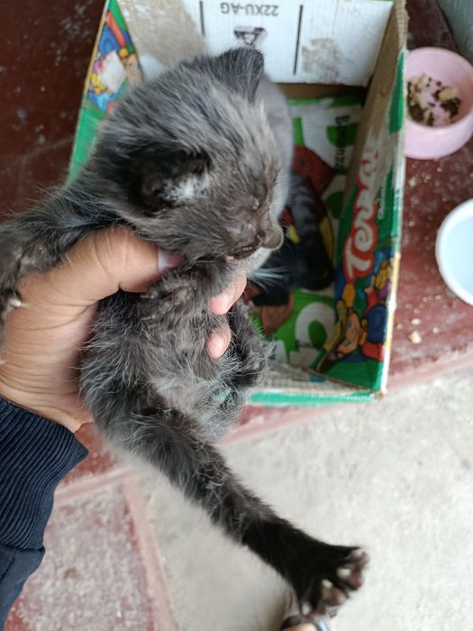 Mushuk toza Britaniya bolalari sotiladi oʻgʻil qiz 1 oyli boldi