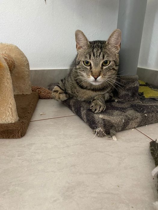 Cazare / Pensiune Pisici