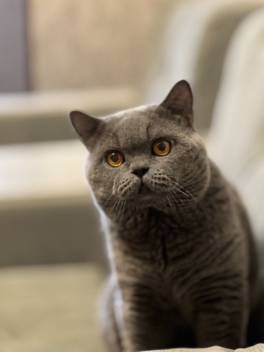 Вязка!  Чистокровный британский кот,  shorthair.