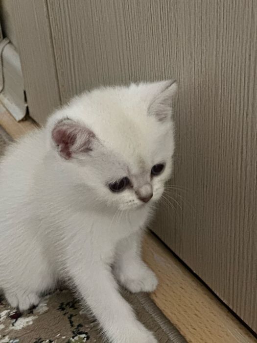 Шотландский котенок  (скоттиш-страйт.)