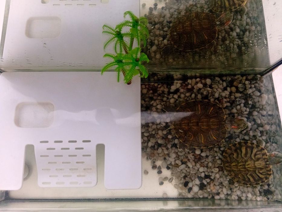 Продам черепашек с аквариумом