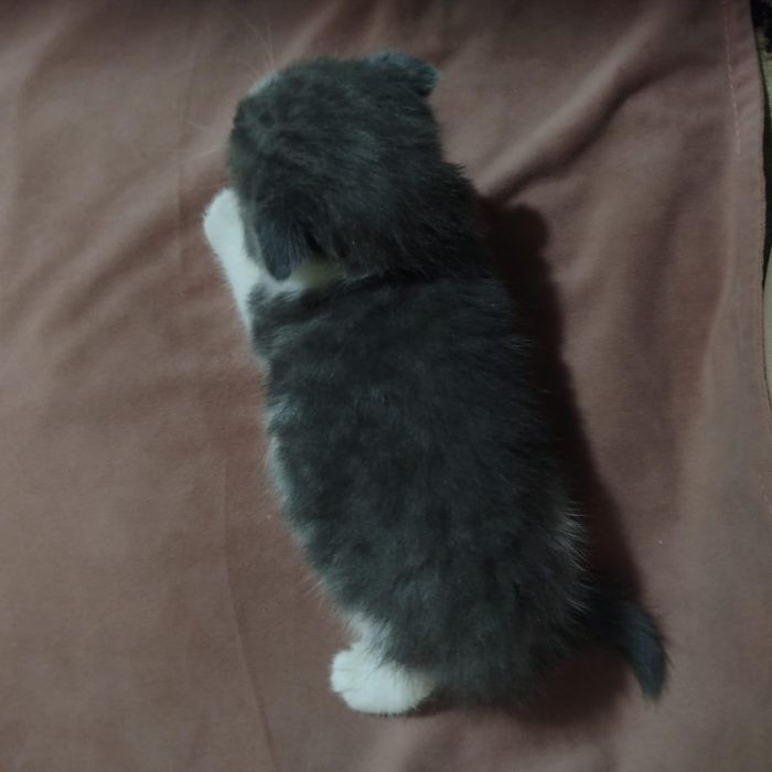 Продам британских котят