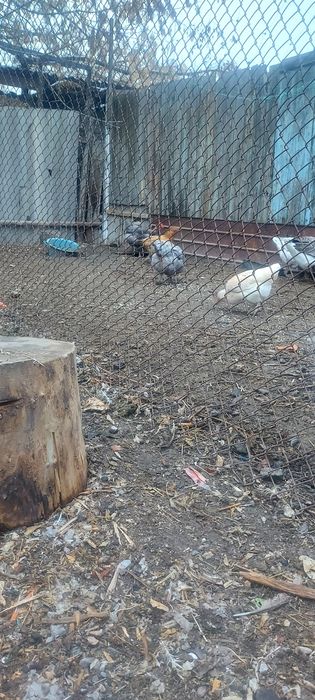 Продам домашние куры.