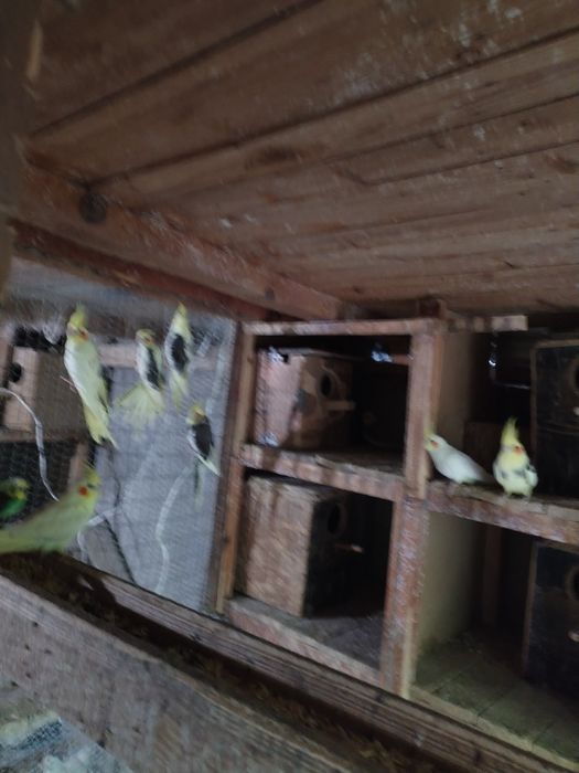 Папагали корели и вълнисти!