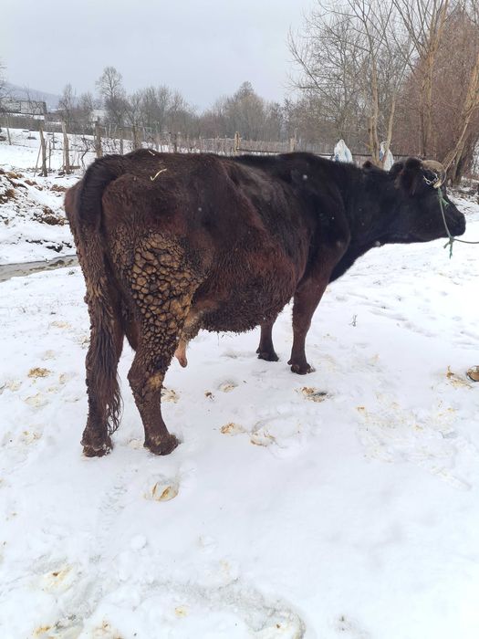 Vand vaca pentru abator