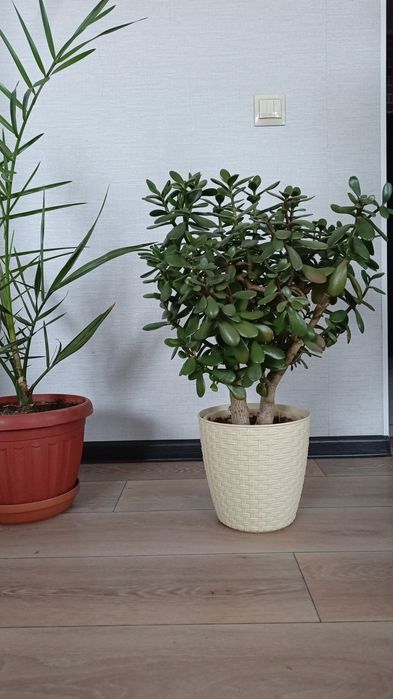 Денежное дерево.