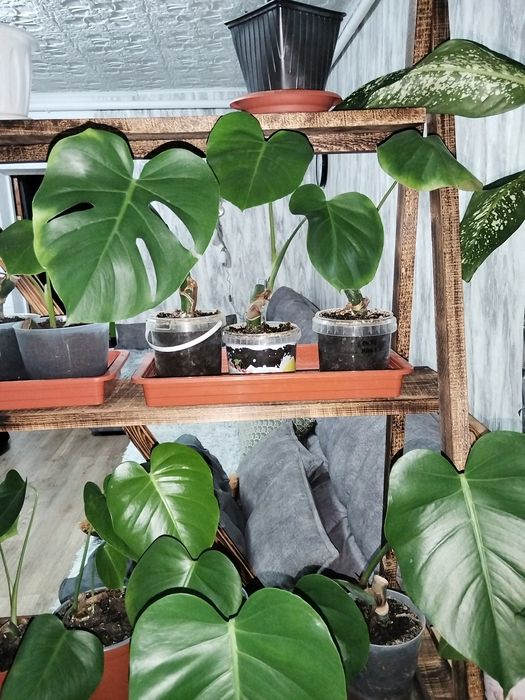 Продам комнатные растения