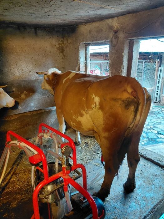 Vând vaci bălțate!