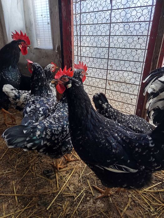 Oua incubat pinta și italiene