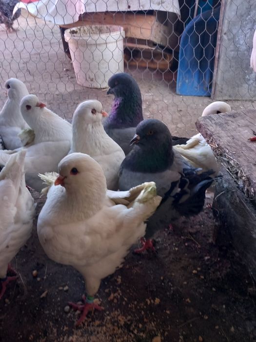 Porumbei kingi linia noua