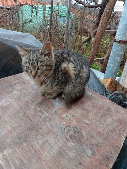 Подарявам котета