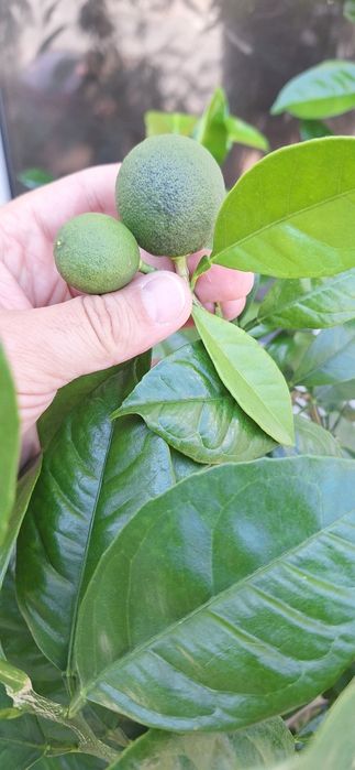 Portocal pom fructifer