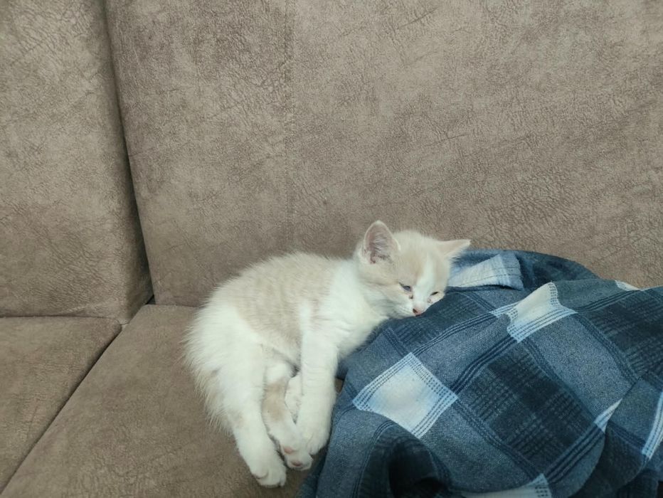 отдам в добрые руки Котенок девочка