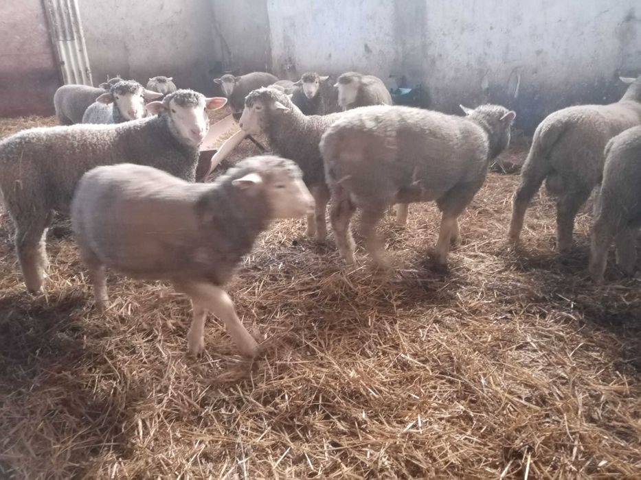 Mieluțe și berbeci île de france cu certificat.