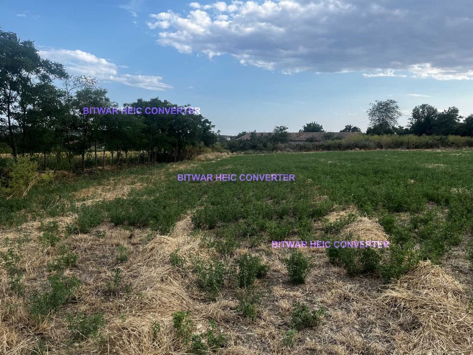 Teren intravilan Tuzla, 2500mp, deschidere 45m, oportunitate excelenta