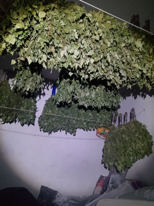 Продам берёзовые веники