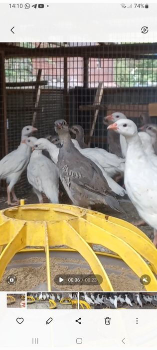 Кеклики горная куропатка