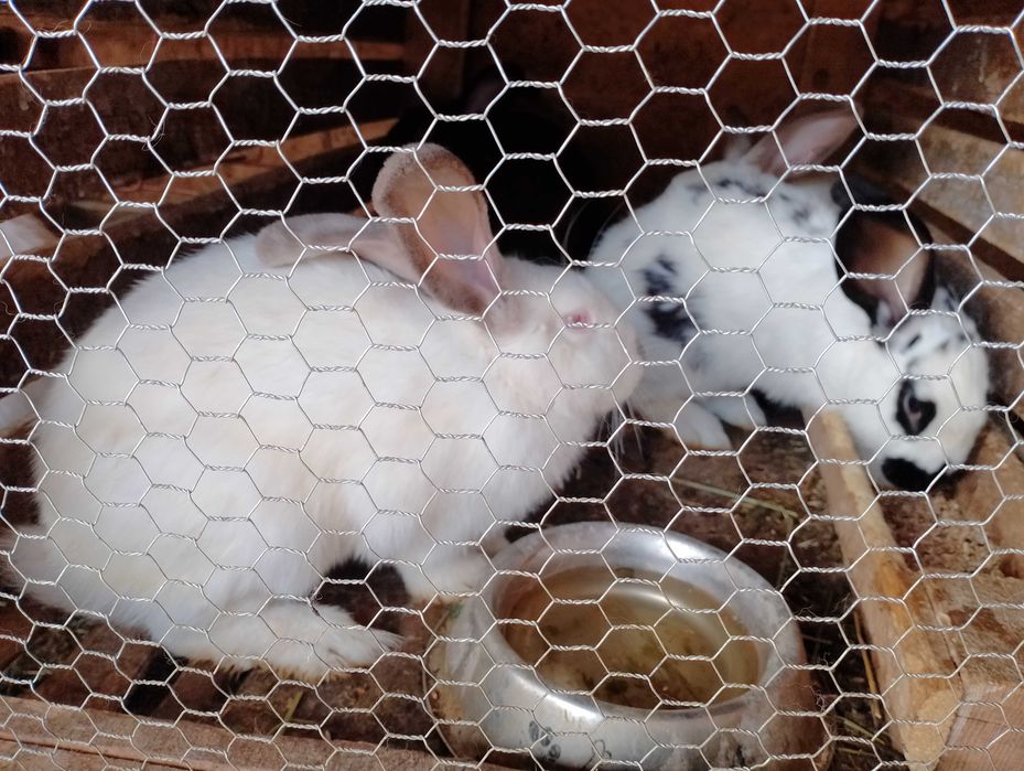 Зайци за продан и разплод