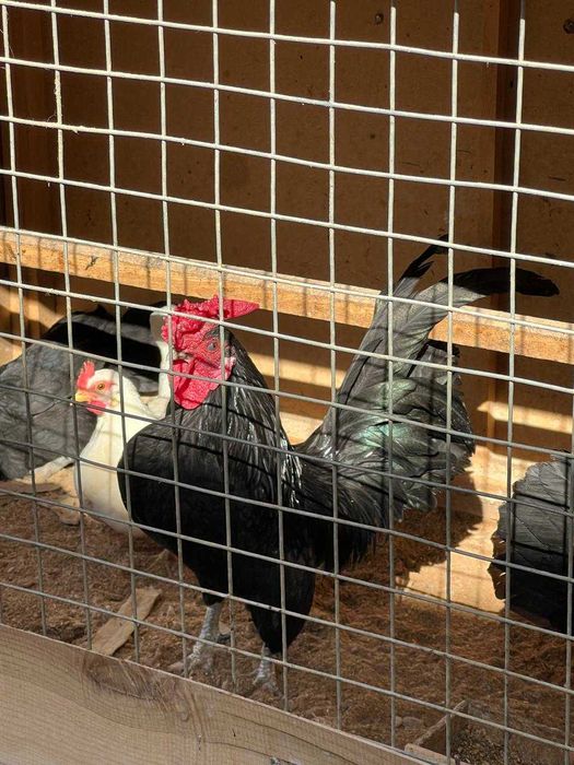 Сибрайт-Бентам тухум