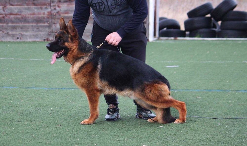 Немски овчарки с Родословие