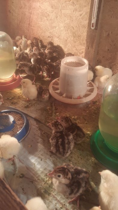 Индюк  Үндік  күрке тауық