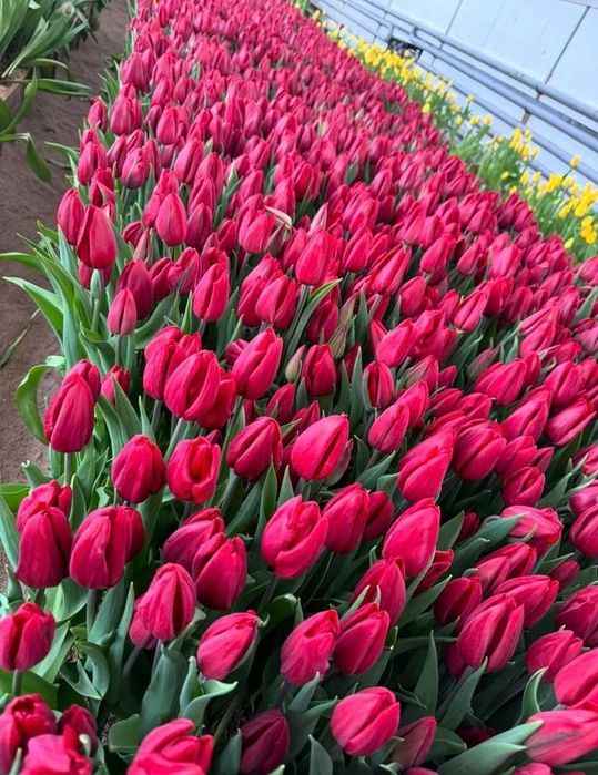 Тюльпаны оптом и в розницу
