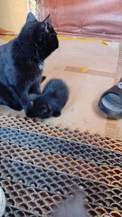 Отдам  котят даром..кошечки и котики