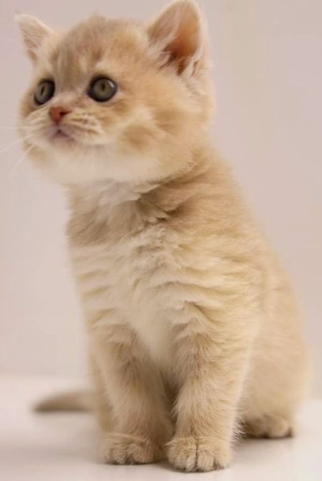 Котята зеленоглазые британские