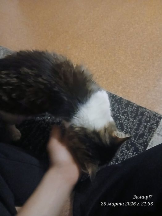 имя симон. сорт майинкум.4 месяц