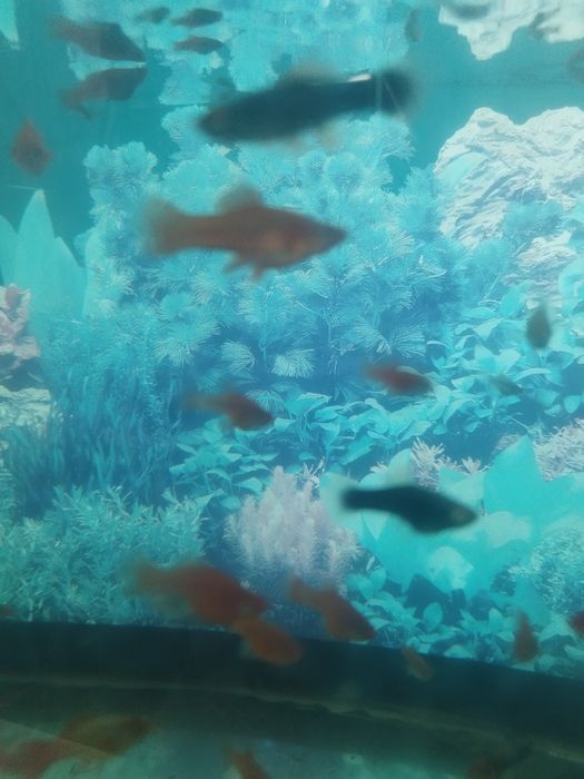 Аквариумные рыбки меченосецы