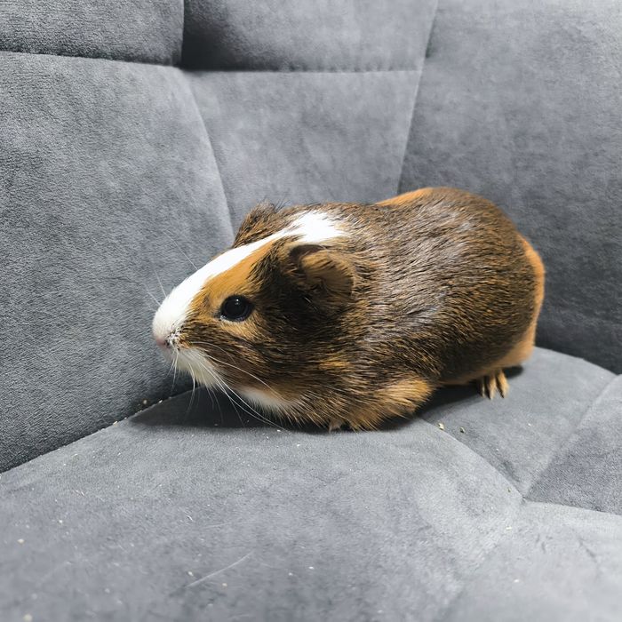 Морская свинка, девочка