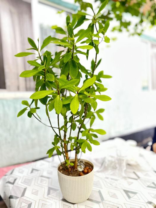 Цветы разнообразные