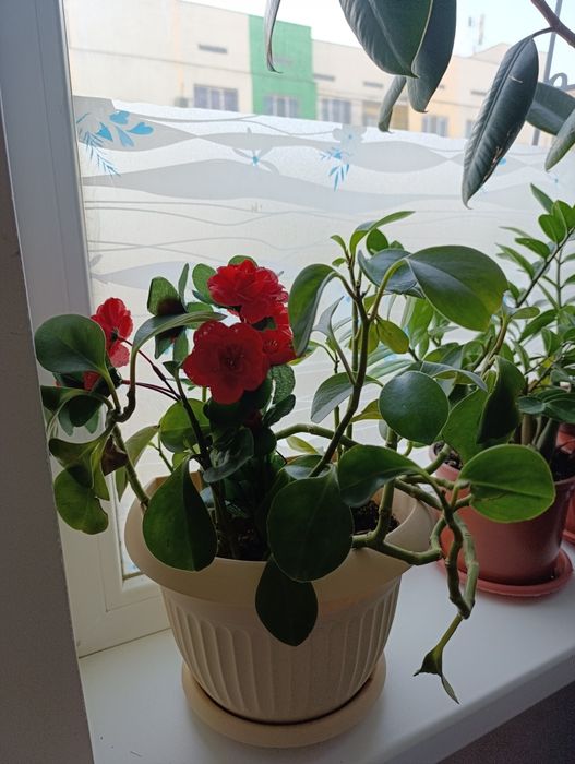 Домашние цвет разные