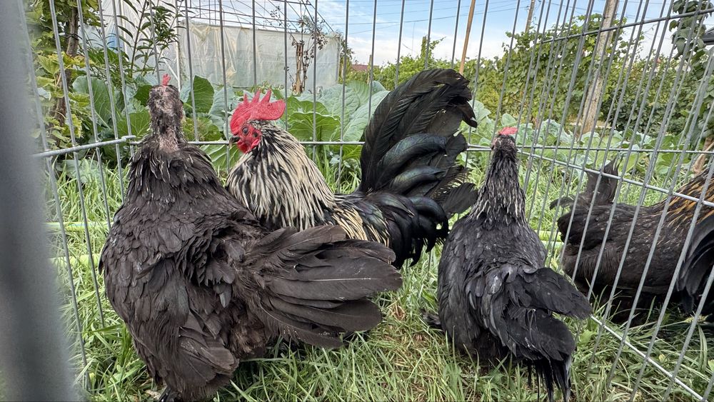 Perechi sau familii pasari pitice mii de flori