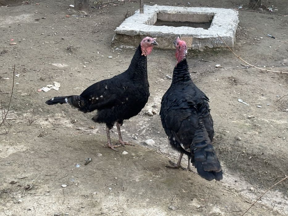 Ундюк 2 штук кораз