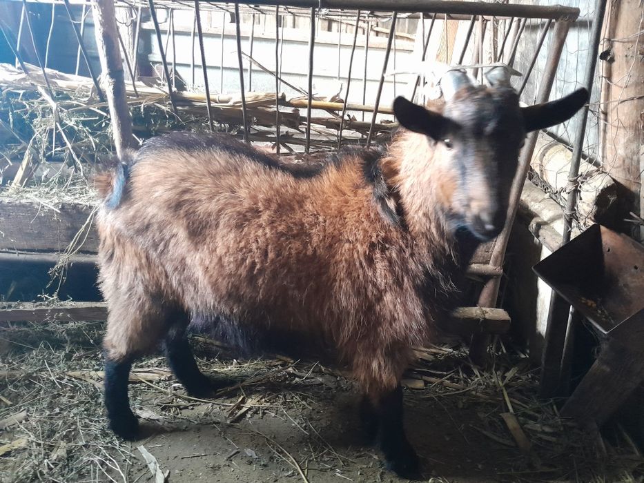 Vând țap de rasă vârstă 8 luni