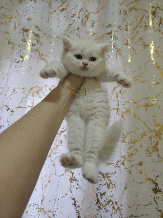 Котята О. 1 Snowy BRI w62 .