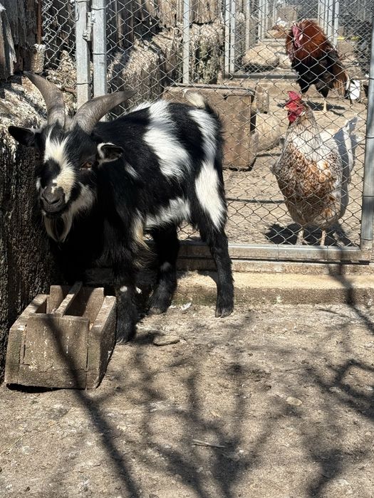 Мини коза -50см височина