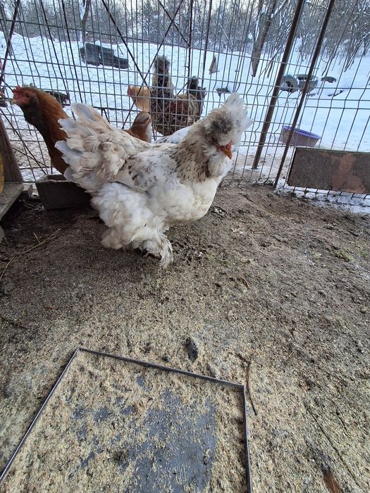 Vand 20 oua de gaini motate