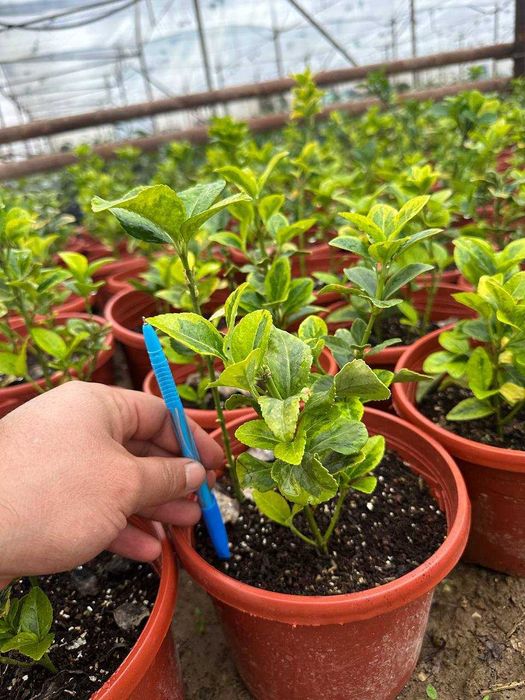 Japonica Bravo 3 L.Euonymus Aurea Viburnum Lucidum 3L .Green Spire 3 L