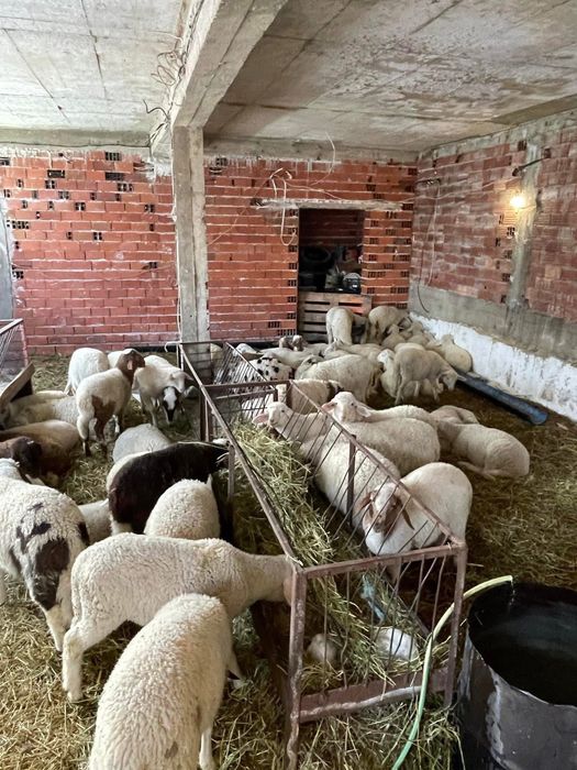 Агнета……………………..