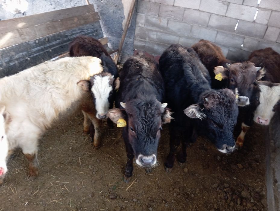 Продам бычков домашних